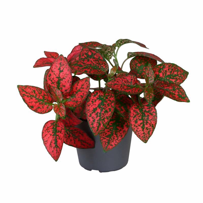 <h4>HYPOESTES PHYLLOSTACHYA p6 rood</h4>