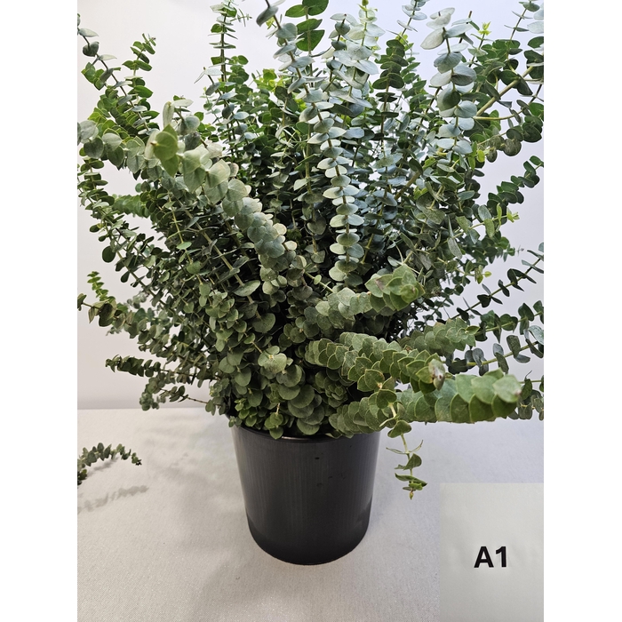 <h4>EUC BABY BLUE PB</h4>