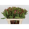 Protea Robijn