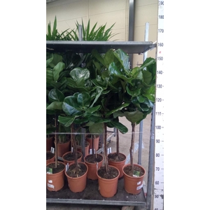 Ficus   ...