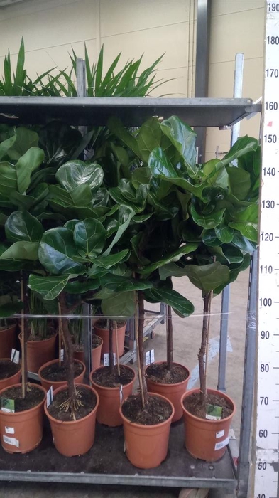 <h4>Ficus   ...</h4>