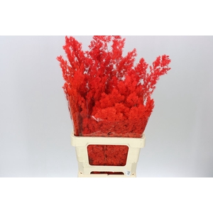 Dried Asparagus Red