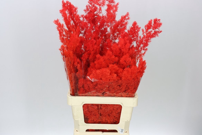 <h4>Dried Asparagus Blue</h4>