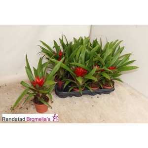 .Guzmania blitz