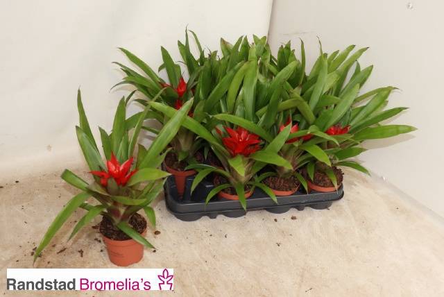 <h4>.Guzmania blitz</h4>