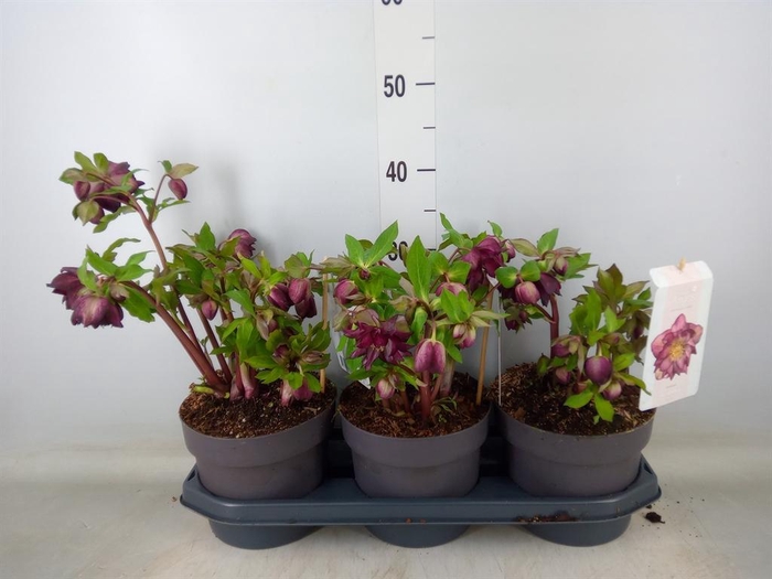 <h4>Helleborus ori.</h4>