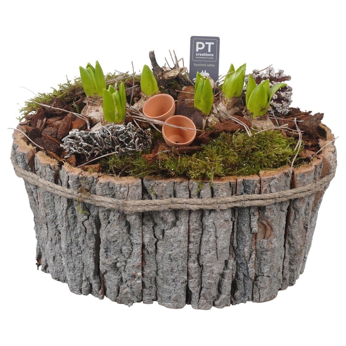 <h4>Arr.  Hyacinthus H%</h4>