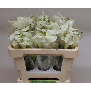 Zantedeschia crystal blush