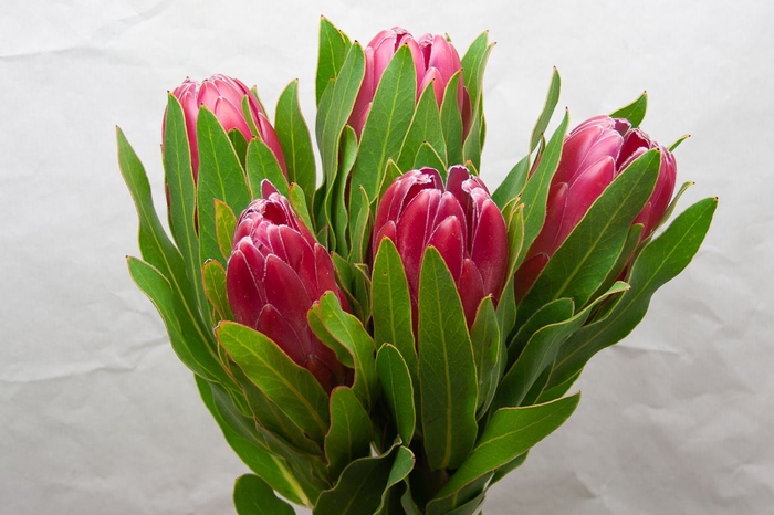 # Protea Brenda **clear Out**