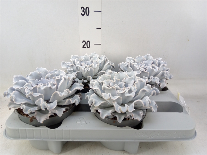 <h4>Echeveria   ...</h4>