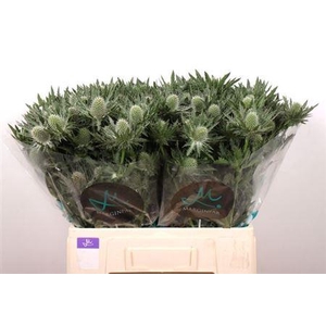 Eryngium Gemini Questar 60cm X40