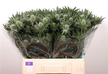 <h4>Eryngium Gemini Questar 60cm X40</h4>