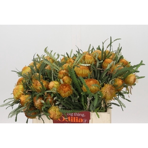 Banksia Dryandra