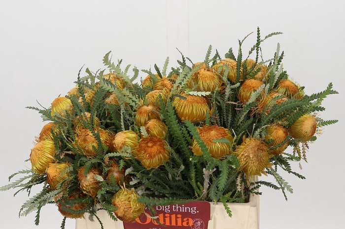 <h4>Banksia Dryandra</h4>