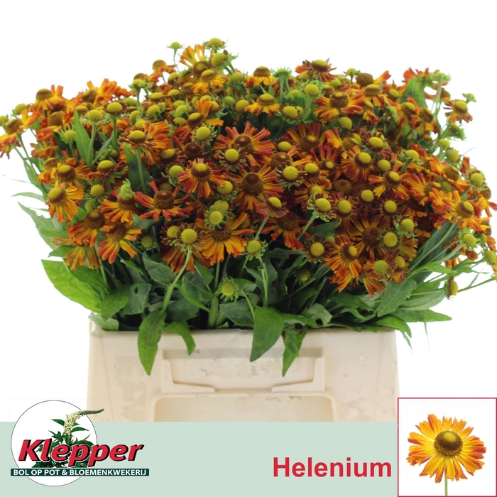 <h4>HELEN ORANGE BEAUTY</h4>
