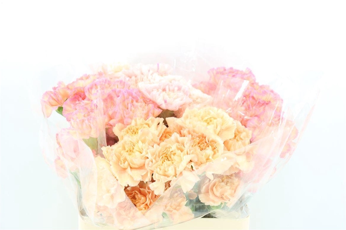 <h4>Di St Mix Minami</h4>