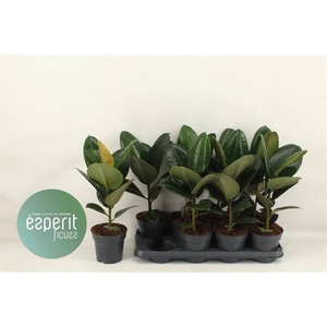 Ficus elastica 'Robusta'