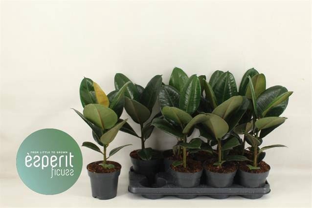 <h4>Ficus elastica 'Robusta'</h4>