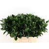 Ruscus