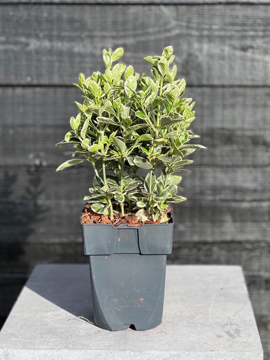 <h4>Euonymus japonicus 'Kathy' P17</h4>