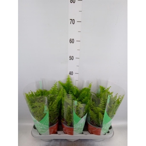 Nephrolepis exal. 'Green Moment'