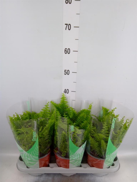<h4>Nephrolepis exal. 'Green Moment'</h4>