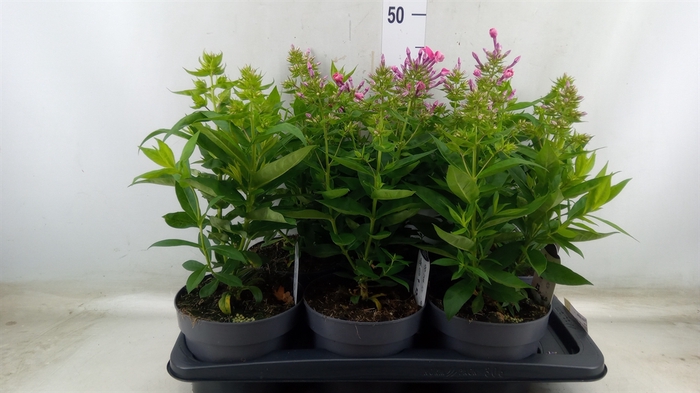 <h4>Phlox panic.   ...</h4>