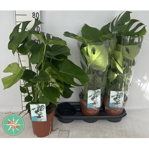 Monstera deliciosa 19Ø 70cm 5pp