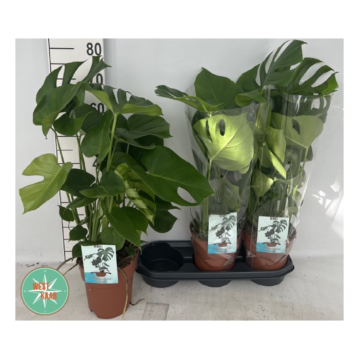 <h4>Monstera deliciosa 19Ø 70cm 5pp</h4>