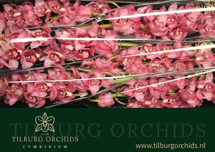 <h4>CYMB T SKY SCRAPER</h4>