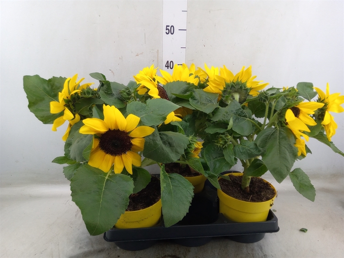 <h4>Helianthus an.   ...</h4>