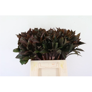 Cordyline Compacta