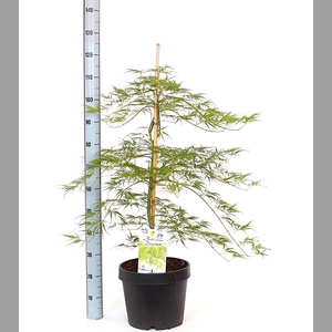 ACER PALM DISSECTUM