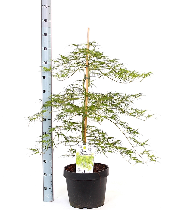 <h4>ACER PALM DISSECTUM</h4>