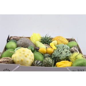 Sier Cucumis Mix Kruisbes Green X4 Hol