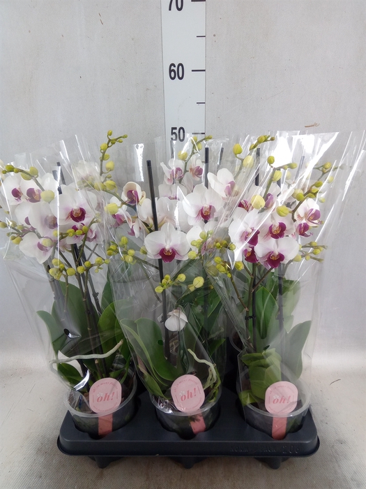Phalaenopsis multi. 'FC Safe Haven'