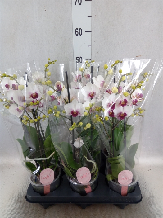 <h4>Phalaenopsis multi. 'FC Safe Haven'</h4>