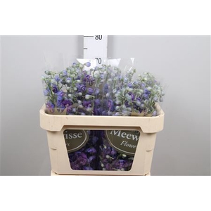 Delphinium DU 'Christel'