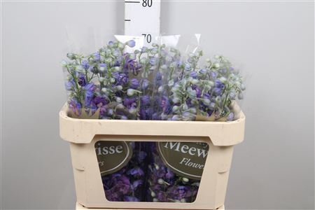 <h4>Delphinium DU 'Christel'</h4>