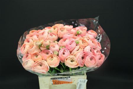 <h4>Cloni Extra Nuance</h4>