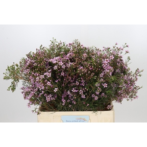 Chamelaucium Solar