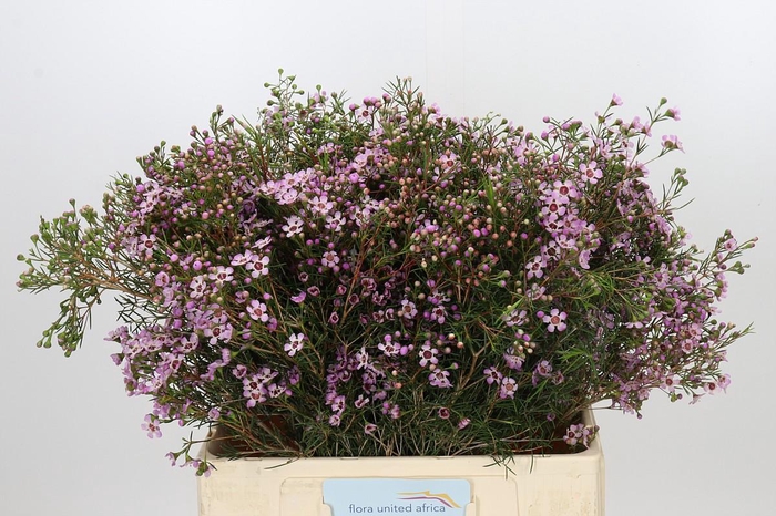 <h4>Chamelaucium Solar</h4>