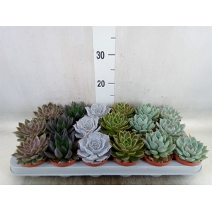 Echeveria   ...mix