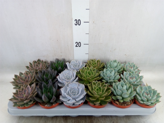 <h4>Echeveria   ...mix</h4>