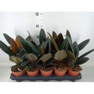 Ficus elastica 'Abidjan'