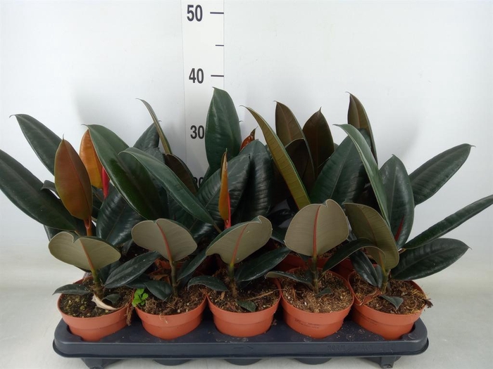 <h4>Ficus elastica 'Abidjan'</h4>