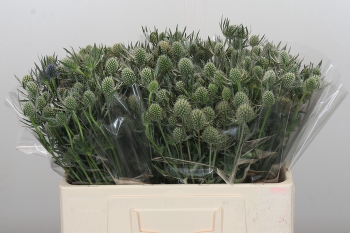 <h4>Eryngium Silver Dynamite</h4>