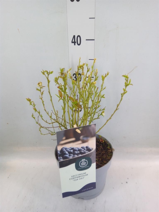 <h4>Vaccinium corymbos.</h4>