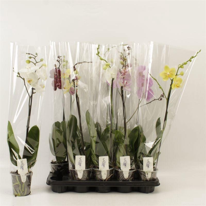 <h4>PHAL GEM 6 KL</h4>