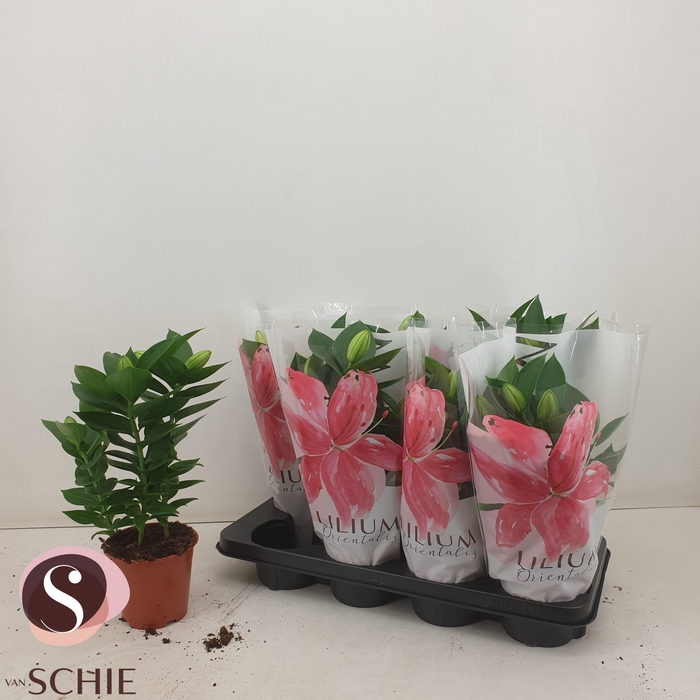 <h4>LIL OR SOUVENIR</h4>